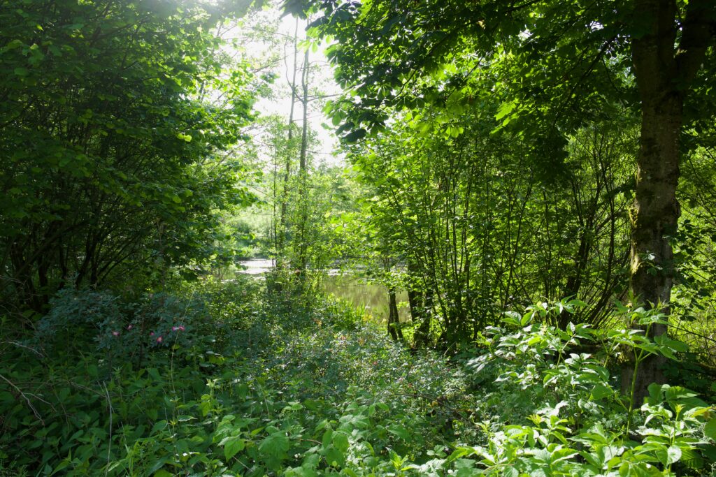 Bild: Julian Kirchner, Silbersee, Wilgersdorf